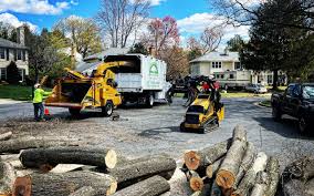 How Our Tree Care Process Works  in  Walnut Grove, CA