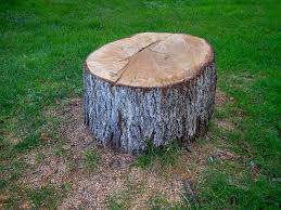Best Tree Preservation Services  in Walnut Grove, CA