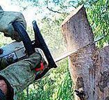 Best Tree Health Inspection  in Walnut Grove, CA