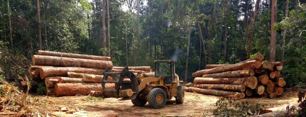 Walnut Grove, CA Tree Care Pros
