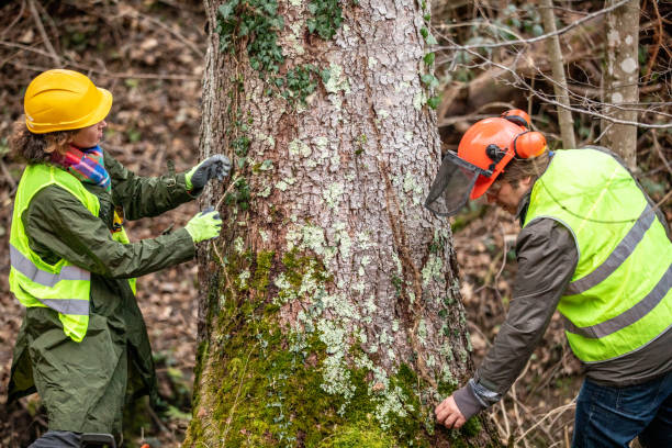 Best Stump Grinding and Removal  in Walnut Grove, CA