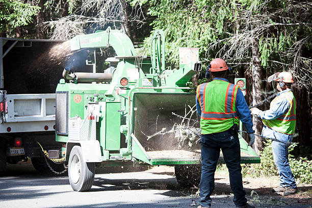 Best Emergency Tree Removal  in Walnut Grove, CA