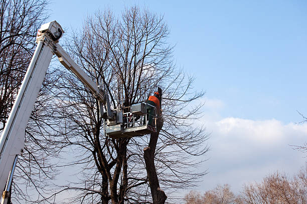 Best Tree Disease Treatment  in Walnut Grove, CA