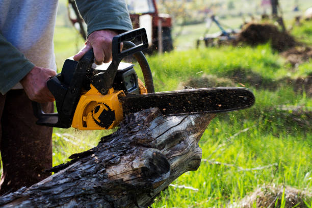 Best Tree Removal  in Walnut Grove, CA