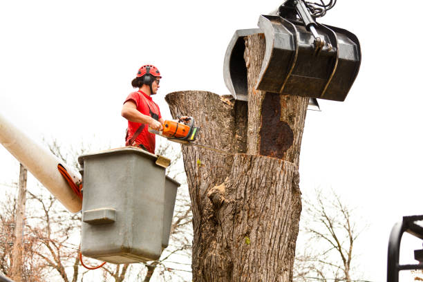 Walnut Grove, CA Tree Care Company