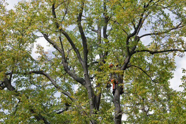 Best Storm Damage Tree Cleanup  in Walnut Grove, CA