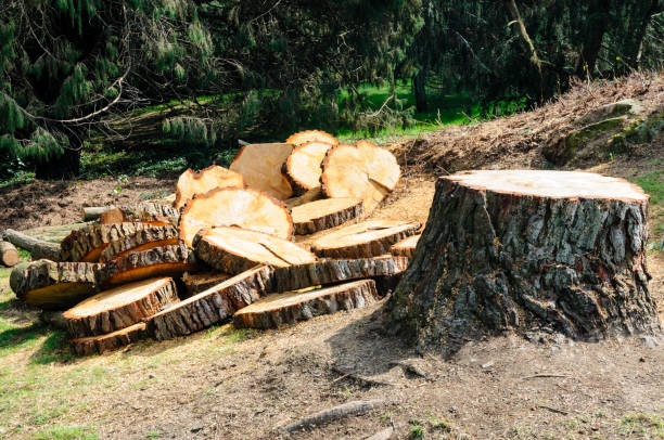 Best Tree Cabling and Bracing  in Walnut Grove, CA